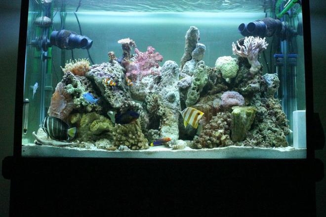 53 gallons reef tank (mostly live coral and fish) - June 2012