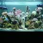53 gallons reef tank (mostly live coral and fish) - June 2012