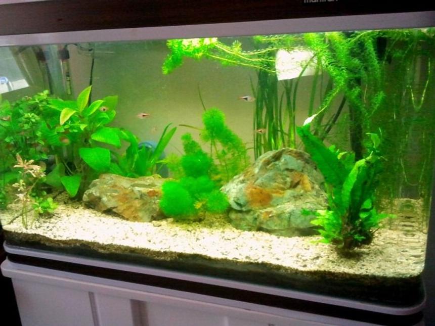 Rated #65: 30 Gallons Planted Tank - It will be improved...;)