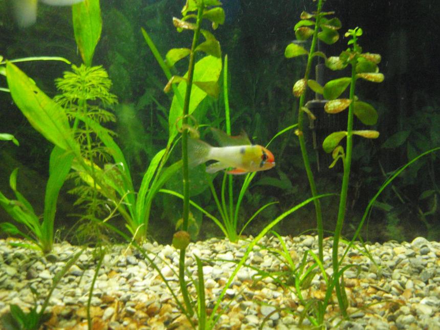 Rated #63: Freshwater Fish - Papiliochromis Ramirezi - German Blue Ram Stocking In 29 Gallons Tank - German Blue Ram