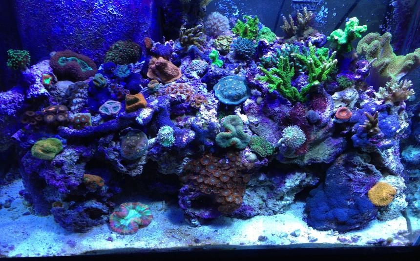 Rated #13: 65 Gallons Reef Tank - Full view
