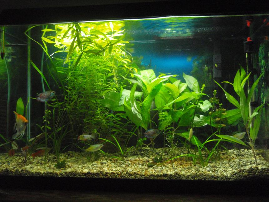 Rated #62: 29 Gallons Planted Tank - 30g with marineland penguin 200,