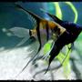 freshwater fish - pterophyllum sp. - black angel stocking in 90 gallons tank - AngelFish