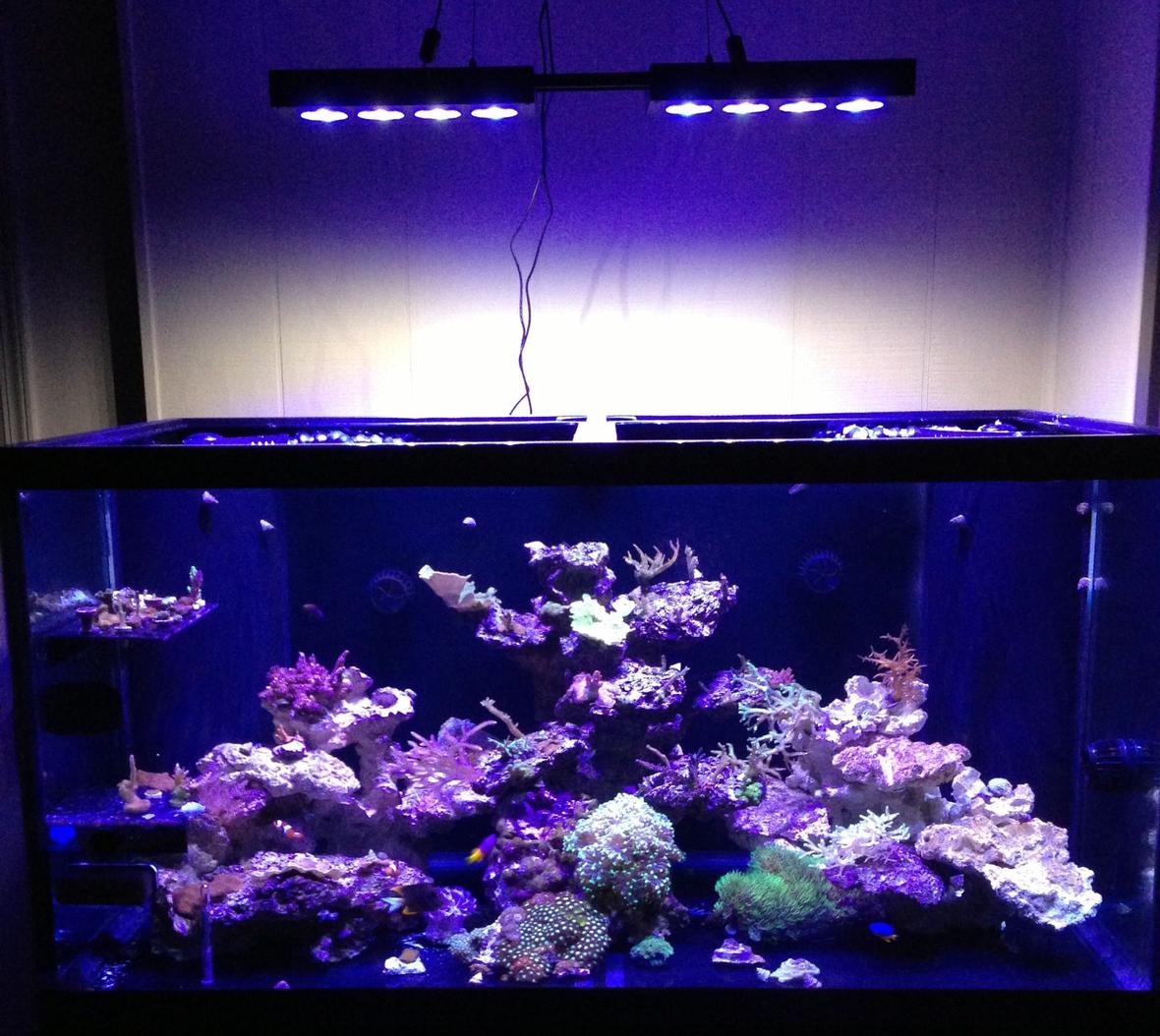 120 gallons reef tank (mostly live coral and fish) - 120 Gallon SPS/Mixed Reef
