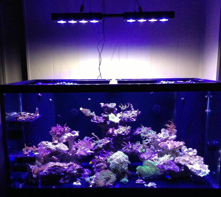 Rated #22: 120 Gallons Reef Tank - 120 Gallon SPS/Mixed Reef
