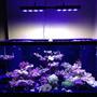120 gallons reef tank (mostly live coral and fish) - 120 Gallon SPS/Mixed Reef