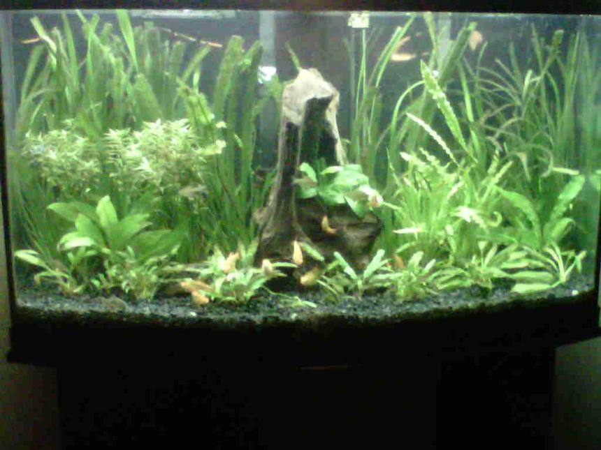 Rated #37: 46 Gallons Planted Tank - 46 gallon tropical fish and live plants