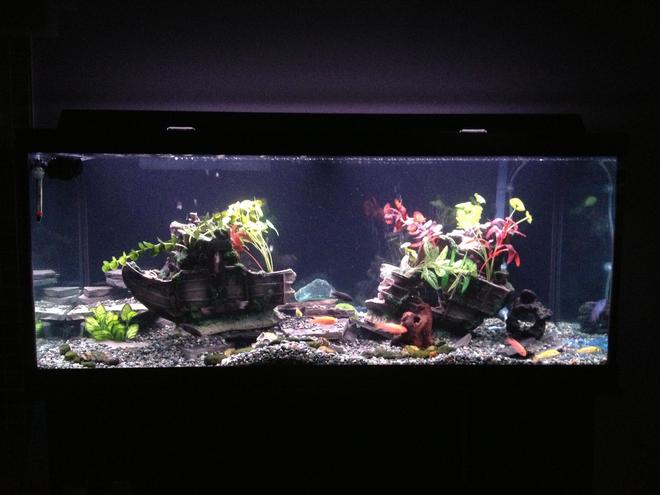 75 gallons freshwater fish tank (mostly fish and non-living decorations) - My first Cichlid tank.