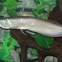 freshwater fish - osteoglossum bicirrhosum - silver arowana stocking in 125 gallons tank - Silver Arowana
