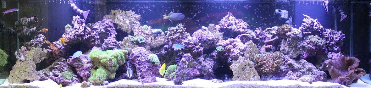 240 gallons reef tank (mostly live coral and fish) - 240 gallon reef tank