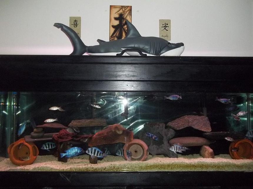 Rated #194: 125 Gallons Freshwater Fish Tank - 125 gallon tank,Cyphotilapia Frontosa Mpimbwe blue,fosseorochromis rostratus,Aulonocara o.b,petrotilapia retrognatus,placidochromis milomo vc-10,dimidiochromis compresiseps and placidochromis phenochilus.