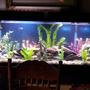 fish tank picture - Tank Recently updated. 1/29/13
