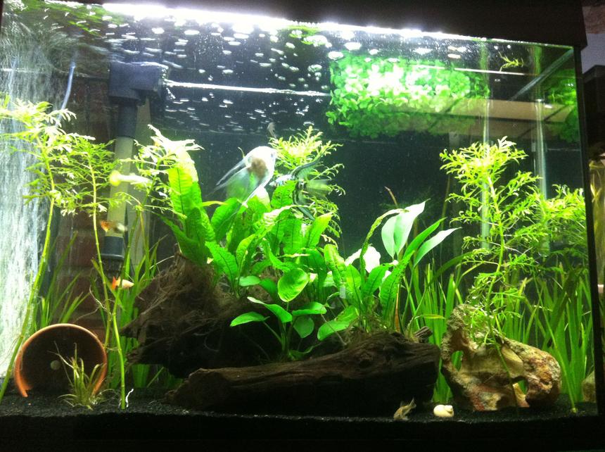 Rated #43: 38 Gallons Planted Tank - Low light plants, apistogramma pair, guppies, angelfish, corys, and ottos