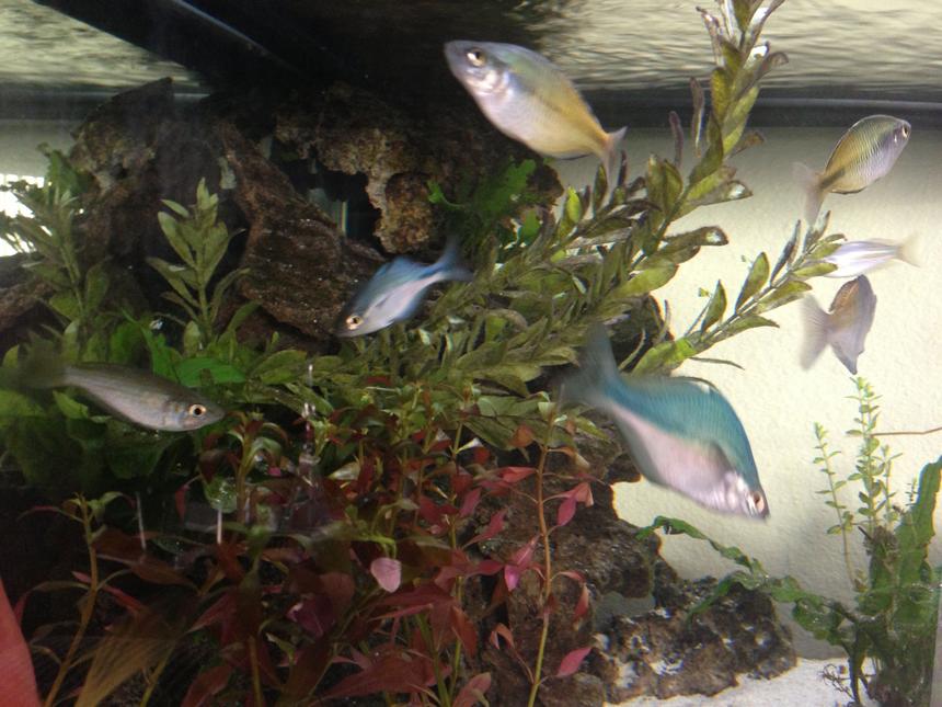 Rated #76: 50 Gallons Planted Tank - Rainbows