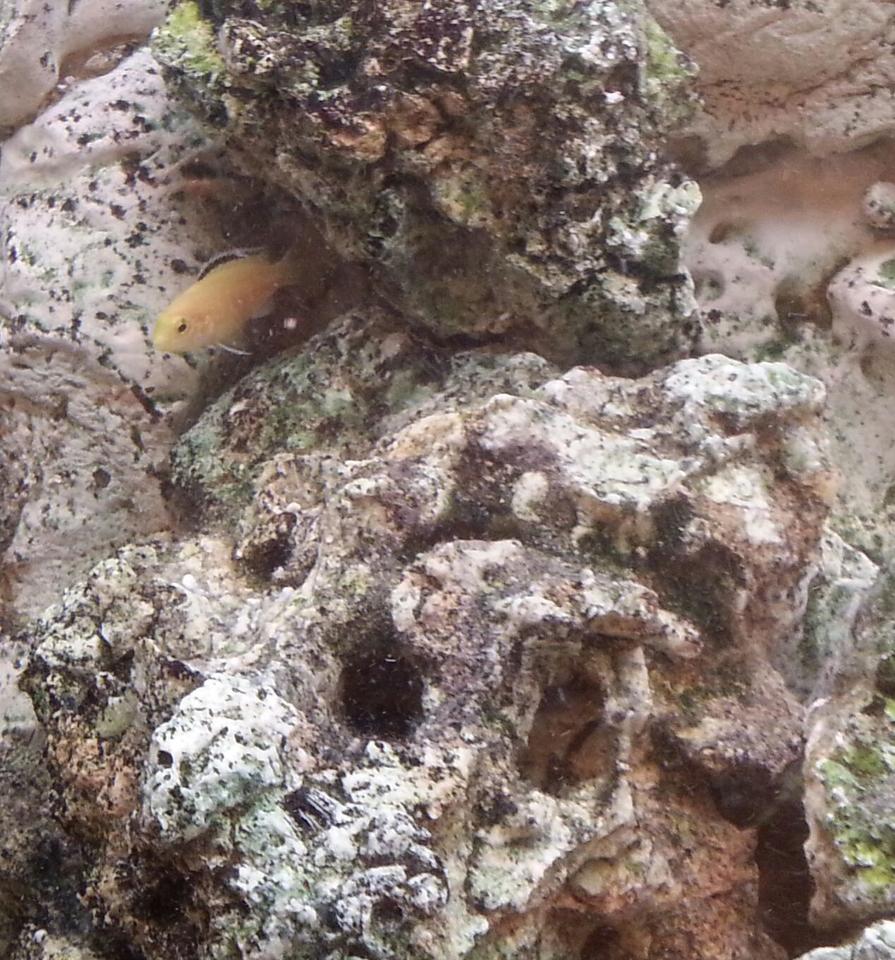 Rated #61: Freshwater Fish - Labidochromis Caeruleus - Electric Yellow Cichlid Stocking In 75 Gallons Tank - Yellow Lab juvenile being a bit brave.