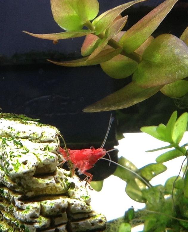 corals inverts - neocaridina denticulata sinensis - red cherry shrimp stocking in 20 gallons tank - Cherry shrimp