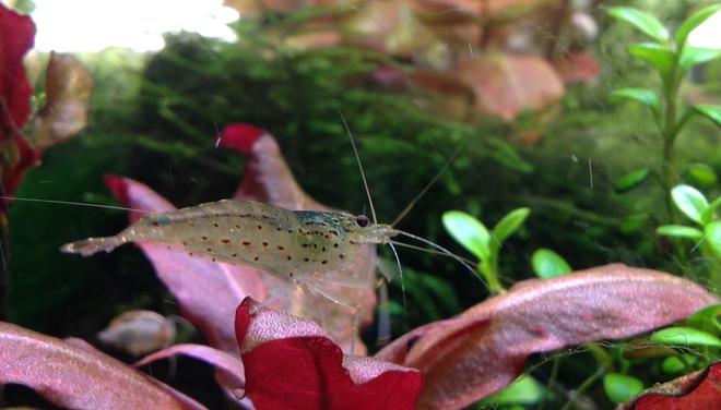 corals inverts - caridina japonica - japonica amano shrimp stocking in 20 gallons tank - Amano shrimp
