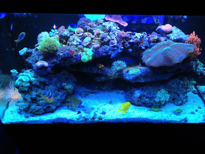 66 gallons reef tank (mostly live coral and fish) - Sorry for bad pic, Iphone picture :P


my 66 gallon reef.

Current fish: Kole eye tang, Yellow tang, diamond goby, dart goby, firefish goby x2, green chromis x5, mystery wrasse, tricolor fairy wrasse and a mandrian goby :)

Lots of softies, its what i like!