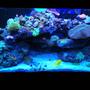 66 gallons reef tank (mostly live coral and fish) - Sorry for bad pic, Iphone picture :P my 66 gallon reef. Current fish: Kole eye tang, Yellow tang, diamond goby, dart goby, firefish goby x2, green chromis x5, mystery wrasse, tricolor fairy wrasse and a mandrian goby :) Lots of softies, its what i like!