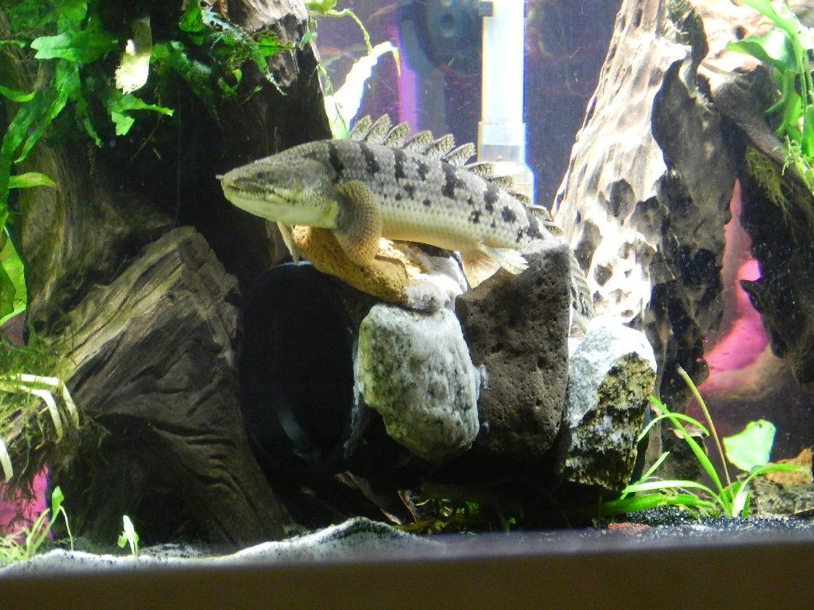 freshwater fish - polypterus delhezi - delhezi bichir stocking in 155 gallons tank - delhezi bichir