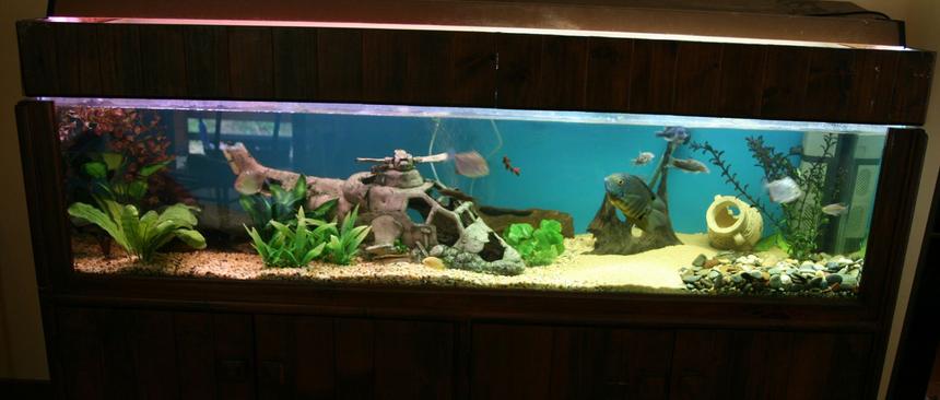 Rated #150: 83 Gallons Freshwater Fish Tank