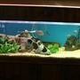 83 gallons freshwater fish tank (mostly fish and non-living decorations)