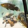 freshwater fish - parachromis managuensis - jaguar cichlid stocking in 125 gallons tank - (Parachromis Managuensis)AKA Jaguar Cichlid