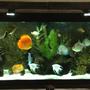 125 gallons freshwater fish tank (mostly fish and non-living decorations) - Discus Community Tank