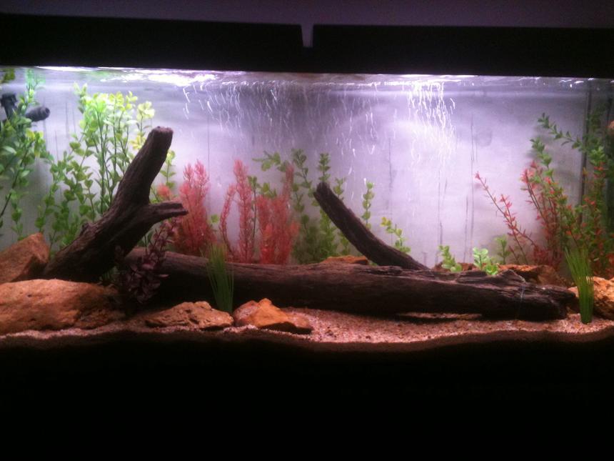 Rated #82: 55 Gallons Freshwater Fish Tank - All artificial plant tank,with real driftwood, and sandstone. Almost done cycling and will be stocking soon.