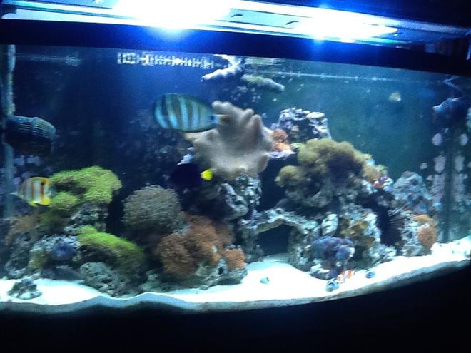 72 gallons reef tank (mostly live coral and fish) - Fish