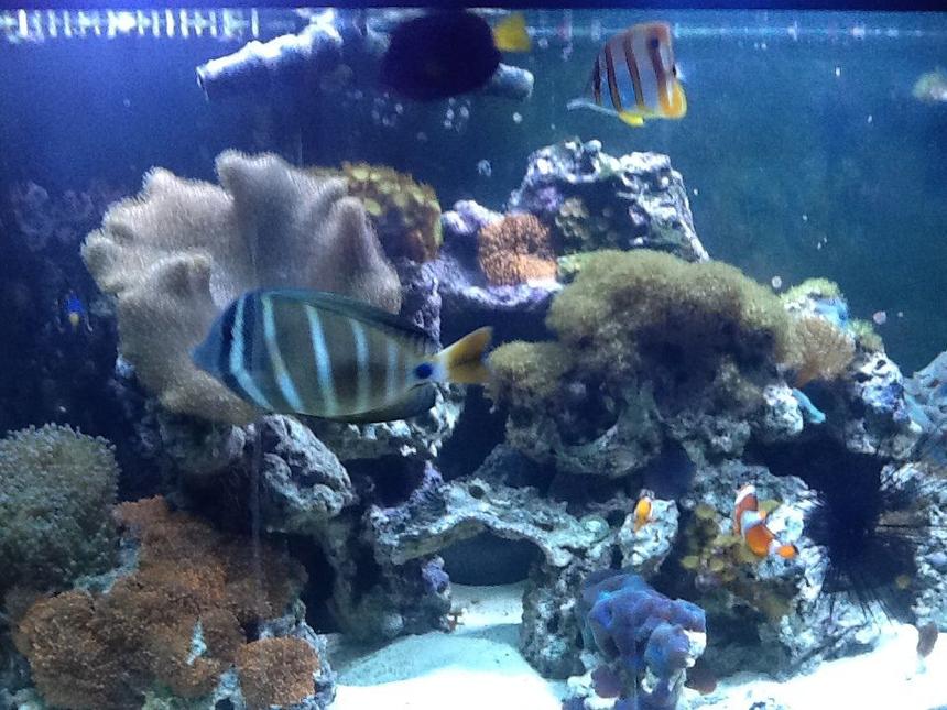 Rated #7: Saltwater Fish - Chelmon Rostratus - Copperband Butterflyfish Stocking In 72 Gallons Tank - My 72 bow front