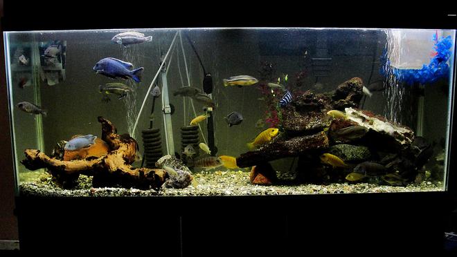 55 gallons freshwater fish tank (mostly fish and non-living decorations) - Note - cool feature in the mid-section of the tank, the cichlids are in a circle formation. 55 Gallon Cichlid Tank, w/ Breeder
Net. I have a great picture of a
pair spawning
