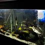 fish tank picture - 55 Gallon Cichlid Tank - Elongated w/ Breeder Net. I have a great picture of a pair spawning