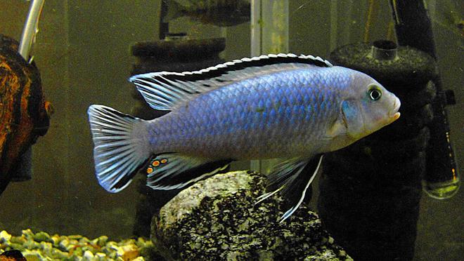 freshwater fish - pseudotropheus socolofi - pindani stocking in 55 gallons tank - Male Pindani - Pseudotropheus socolofi