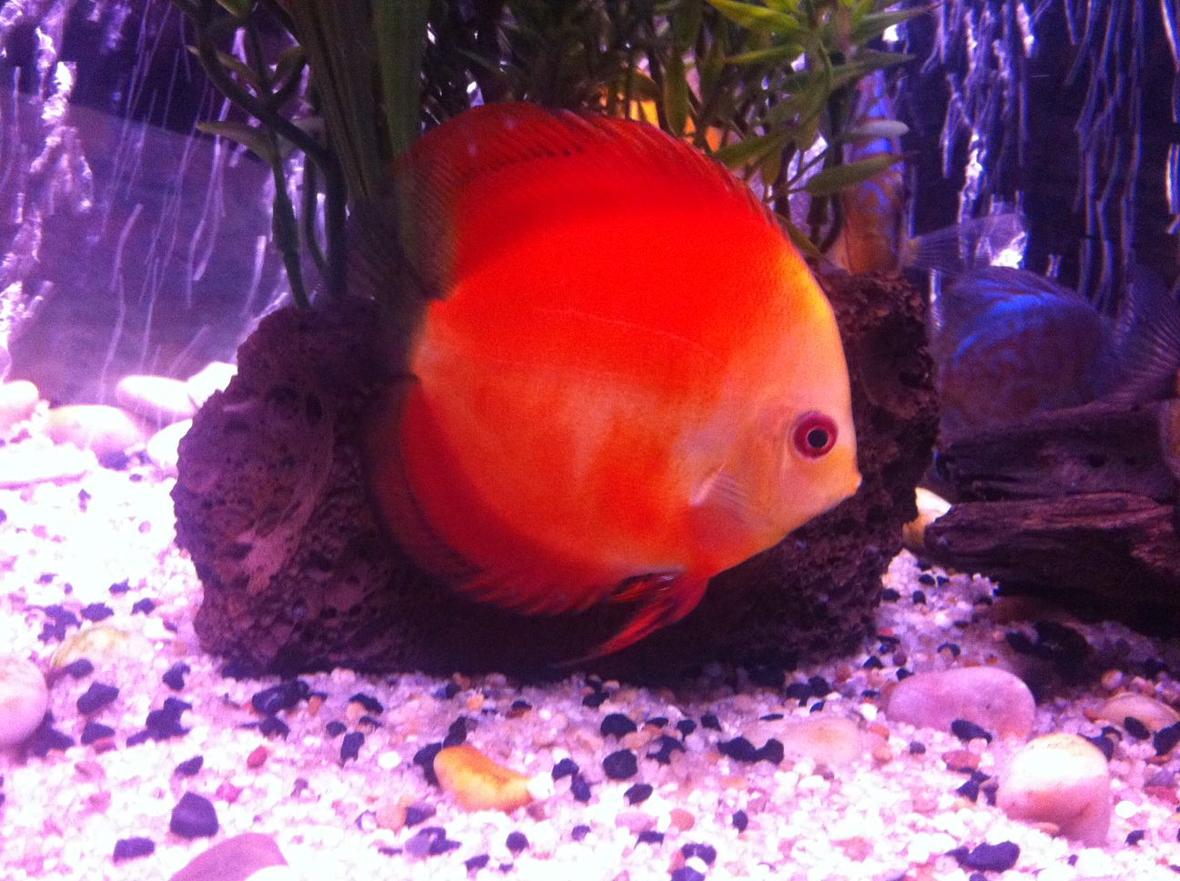 freshwater fish - symphysodon sp. - royal red discus stocking in 50 gallons tank - Discus