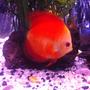 freshwater fish - symphysodon sp. - royal red discus stocking in 50 gallons tank - Discus