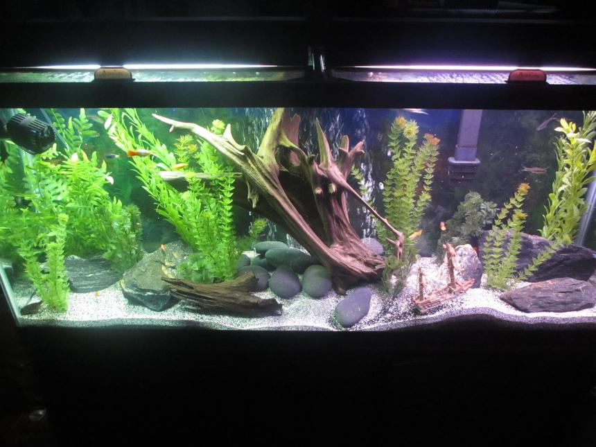 Rated #48: 55 Gallons Freshwater Fish Tank - HOLIDAE HUSTLEZ 55 gallon Freshwater...23 fish of all sorts, 2 snails, 1 pleco