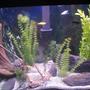 fish tank picture - pics...
