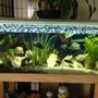 58 gallons freshwater fish tank (mostly fish and non-living decorations) - My cichlid tank