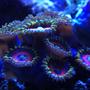 corals inverts - zoanthus sp. - colony polyp, eagle eye stocking in 66 gallons tank - upclose and personal of some eagle eye zoanthids