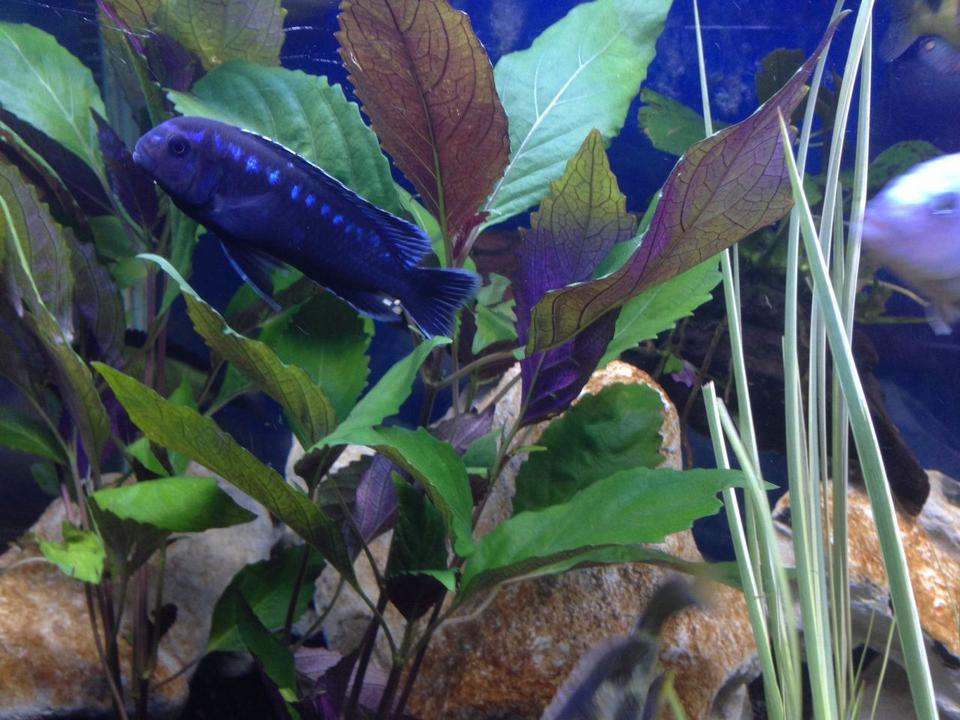freshwater fish - melanochromis cyaneorhabdos - maingano cichlid stocking in 58 gallons tank - My Maingano