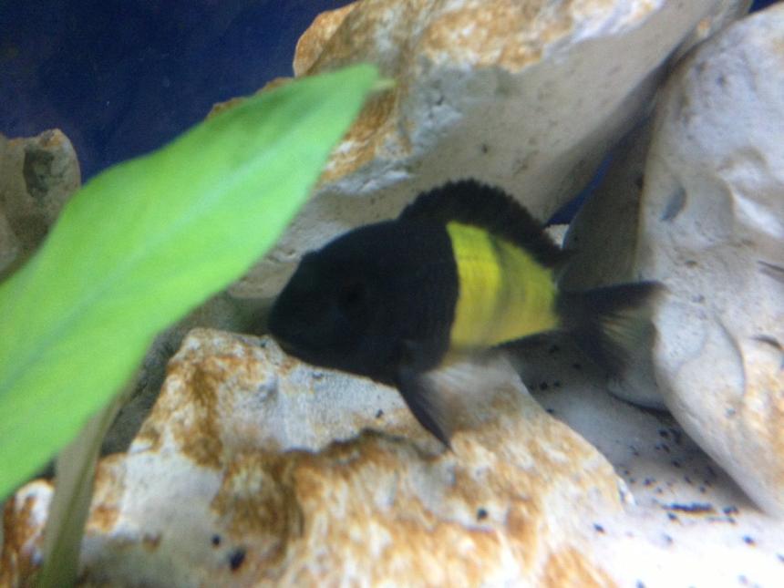 Rated #831: Freshwater Fish - Tropheus Moorii - Moorii (kaiser Ii) Cichlid Stocking In 58 Gallons Tank - My Tropheus