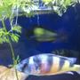 freshwater fish - astatotilapia latifasciata - zebra obliquidens stocking in 58 gallons tank - My Obliquiden