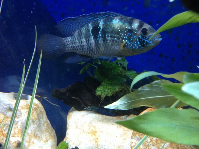 freshwater fish - aequidens pulcher - blue acara stocking in 58 gallons tank - My Blue Acara (Bertha)