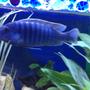 freshwater fish - pseudotropheus elongatus - elongate mbuna stocking in 58 gallons tank - What is he?