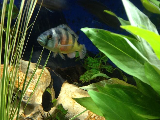 freshwater fish - astatotilapia latifasciata - zebra obliquidens stocking in 58 gallons tank - Ollie