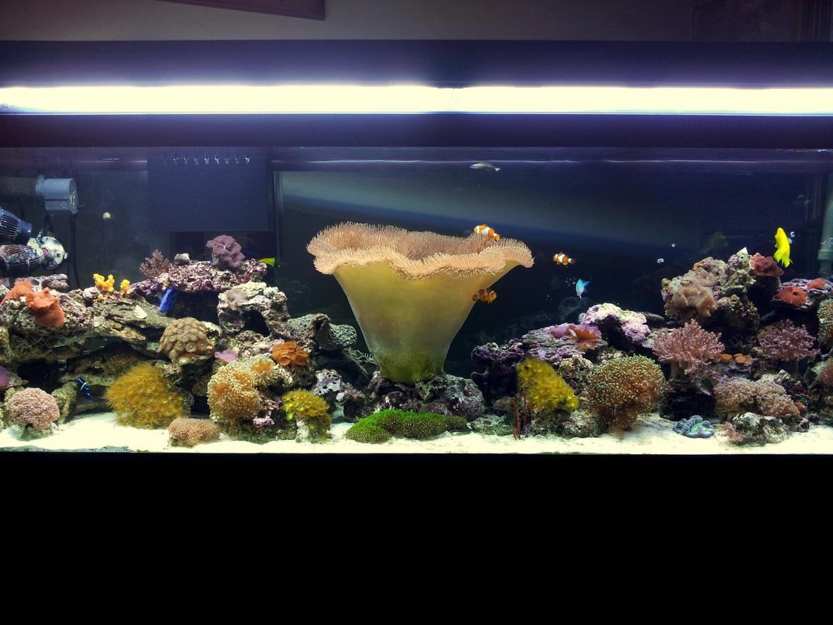 125 gallons reef tank (mostly live coral and fish) - My 125 gal reef aquarium