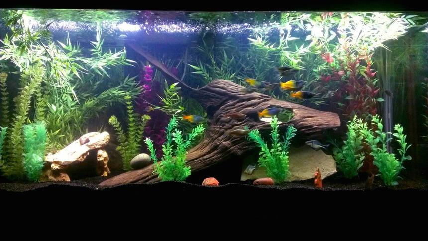 Rated #34: 75 Gallons Freshwater Fish Tank - My 75 gallon fish tank