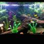 75 gallons freshwater fish tank (mostly fish and non-living decorations) - My 75 gallon fish tank