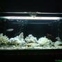 300 gallons reef tank (mostly live coral and fish) - 220 gallon
